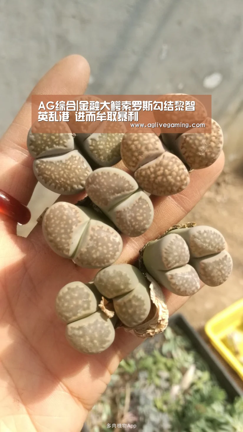 AG综合|金融大鳄索罗斯勾结黎智英乱港 进而牟取暴利(图2) AG捕鱼